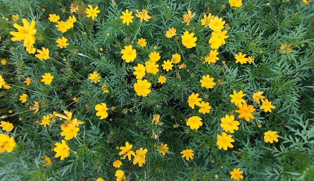 Photo bunch of wild yellow flowers in the garden.