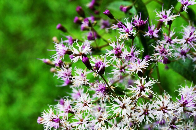 ぼやけた緑の背景に白と紫の小さな花と束