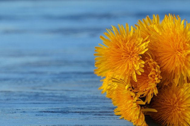 Bunch of yellow dandelions in pot