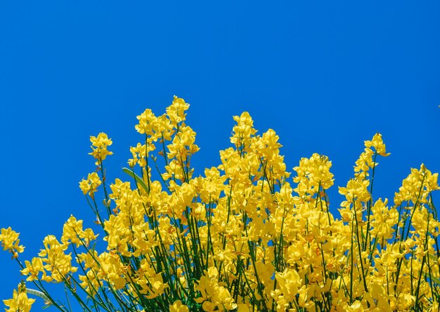 A bunch of yellow flowers against a blue sky