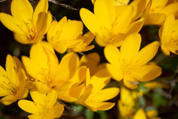 A bunch of yellow flowers in a field