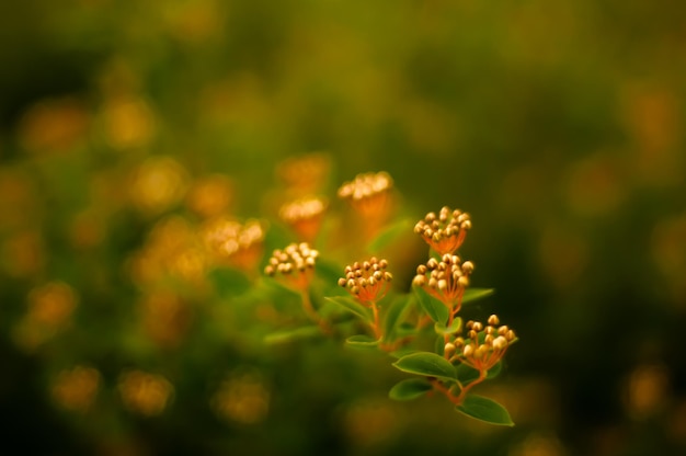 A bunch of yellow flowers in a field