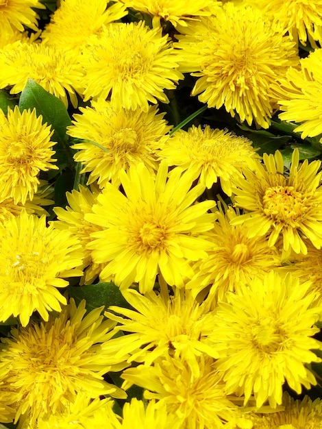 A bunch of yellow flowers that are from the dandelion family.