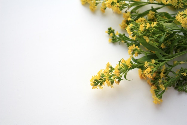 A bunch of yellow flowers on a white background