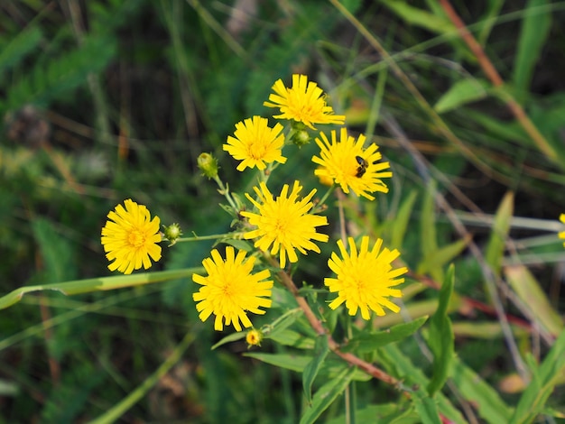 A bunch of yellow flowers with a black bug on it