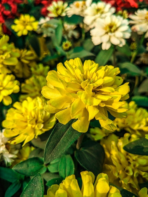 녹색 잎이 있는 노란색 꽃 다발과 바닥에 금잔화라는 단어가 있습니다.