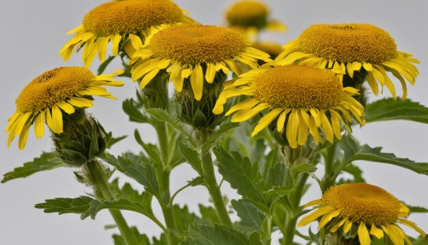 A bunch of yellow flowers with green leaves