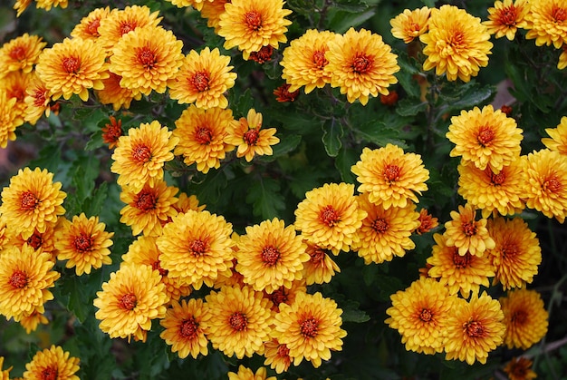 A bunch of yellow flowers with red center