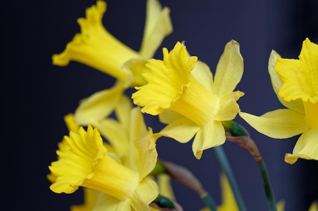 A bunch of yellow flowers with the word daffodils on them