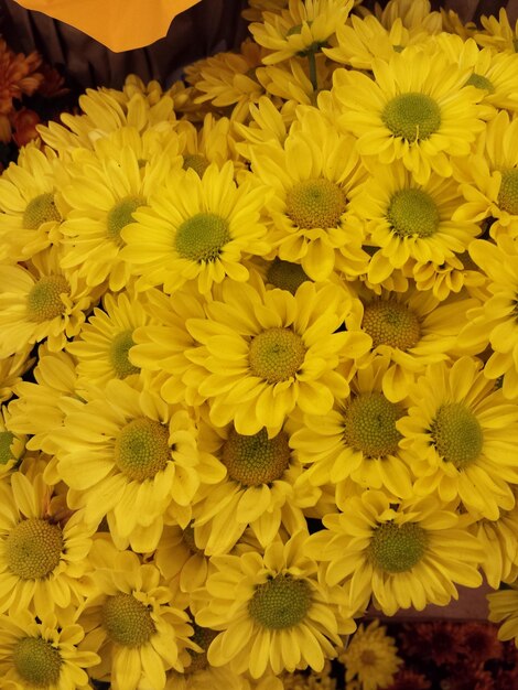 Bunch of yellow flowers