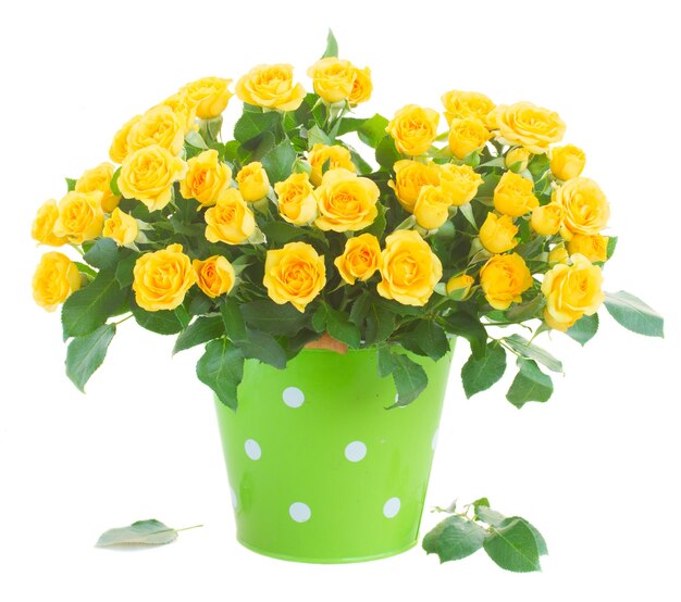 Bunch of yellow roses in green pot isolated on white