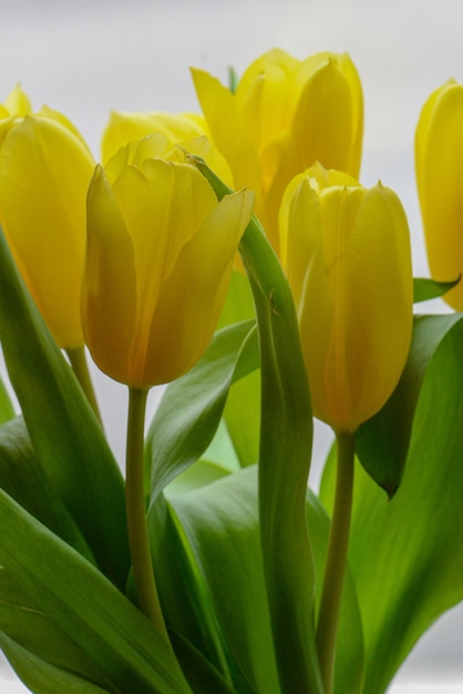 A bunch of yellow tulips with green leaves in the background.