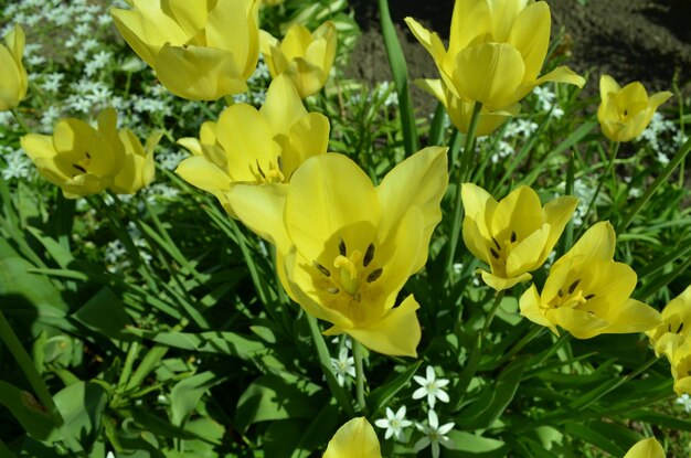 A bunch of yellow tulips with the word tulips on the bottom