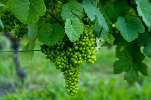 bunch of young grapes in green field vineyard in the mountains