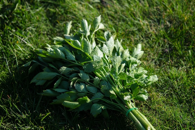 Bunch of young lovage on a green grass