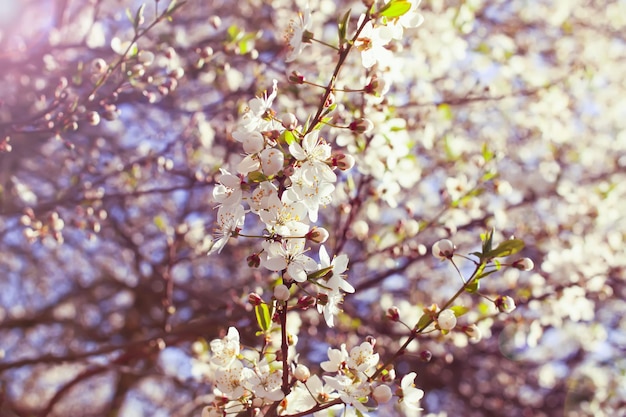 Bunches of apple tree blossom with white flowers on blue sky background. Details of spring nature.