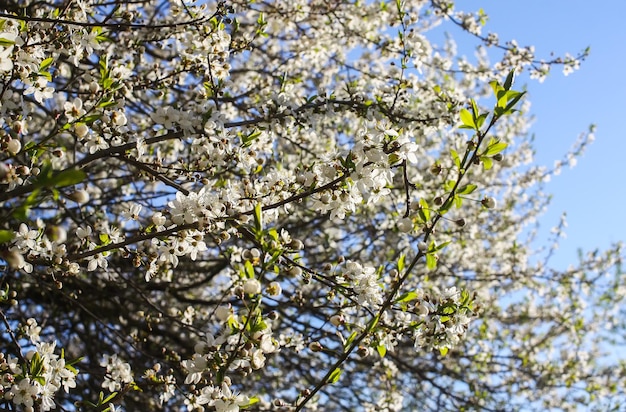 Bunches of apple tree blossom with white flowers on blue sky background. Details of spring nature.