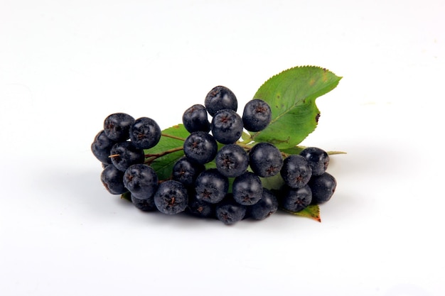 Bunches of black chokeberry berries with leaves on a white background. Chokeberry