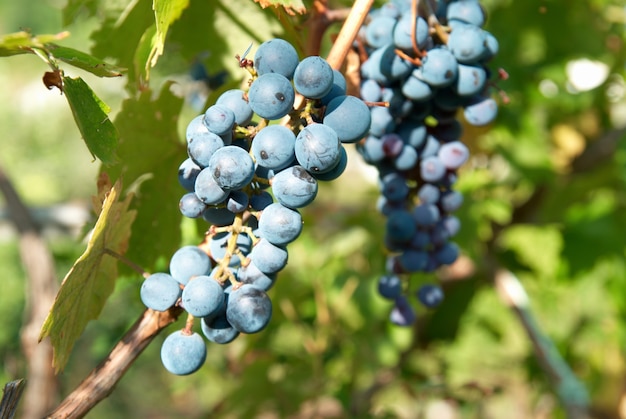 Bunches of black grape with green leaves