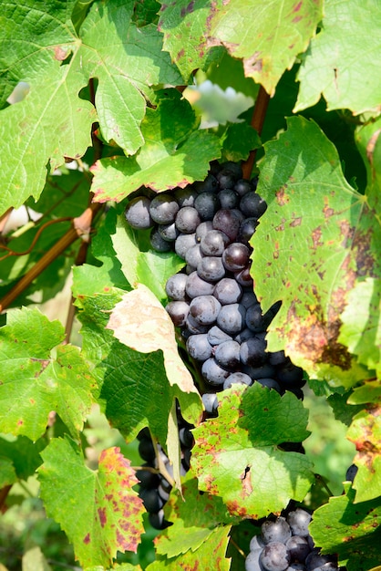 Bunches of black grapes on the vines