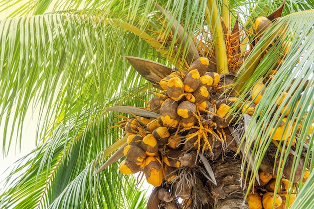Bunches of coconuts on a palm tree leaves and fruits of a palm\
tree closeup
