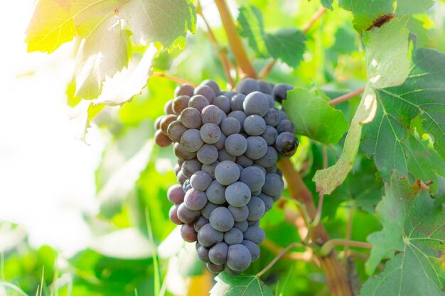 Bunches of dark black ripe grape on green leaf at harvest season planting in organic vineyard farm