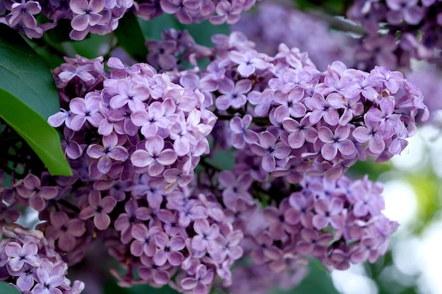 Bunches of flowering lilac bush