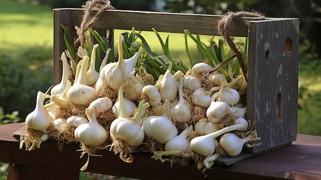 Photo bunches of fragrant garlic bulbs