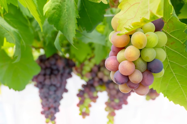 Bunches of Fresh Grapes 