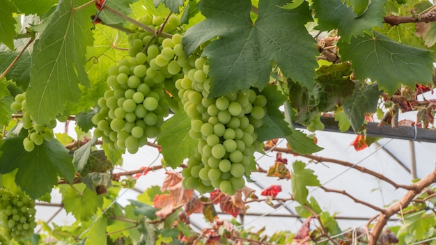 Bunches of Fresh Grapes 