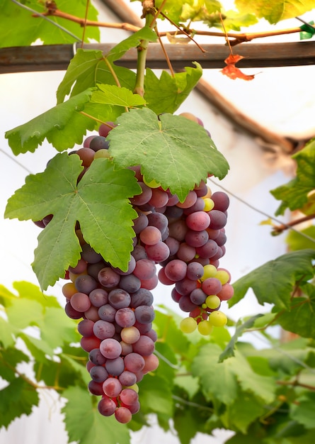 Bunches of Fresh Grapes 