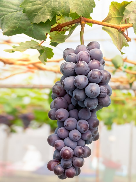 Bunches of Fresh Grapes 