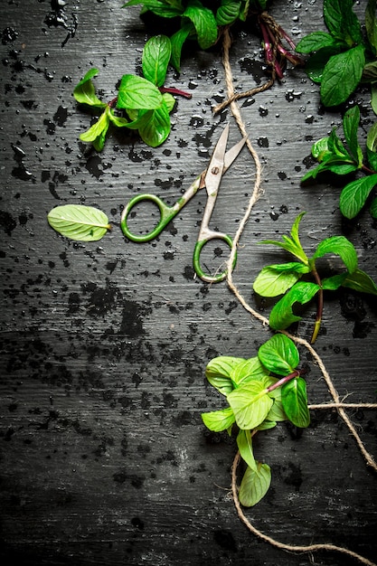 Bunches of fresh mint with scissors. On the black wooden table.