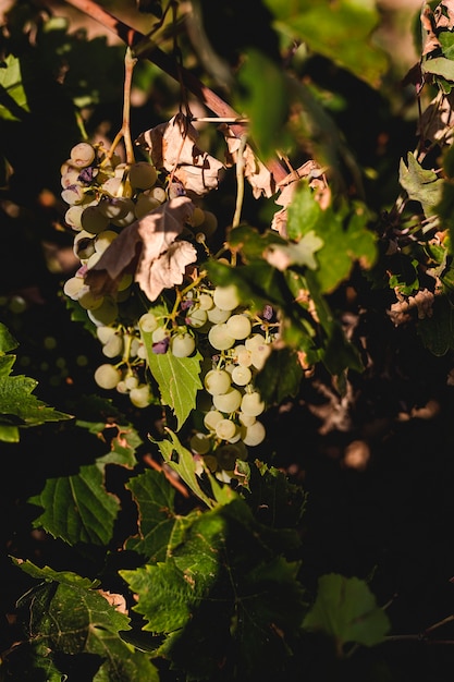 Bunches of grapes in the vine