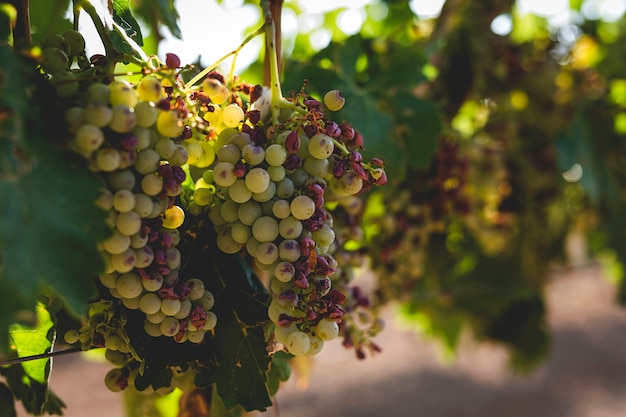 Bunches of grapes in the vine