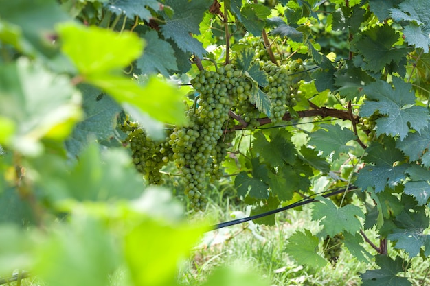 Bunches of grapes with sun setting