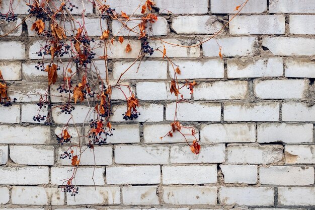 Грозди винограда с желтыми листьями на фоне кирпичной стены