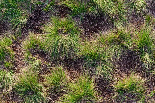 Grappoli d'erba sull'immagine di sfondo del terreno