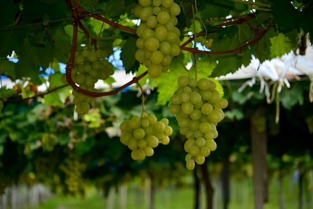 Bunches of green grape in vineyard ready to be harvested