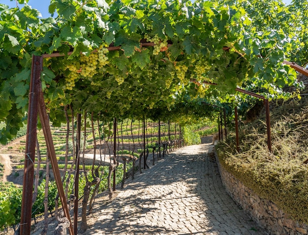 Bunches of green grapes on terrace for port wine production line the hillsides of the Douro valley in Portugal