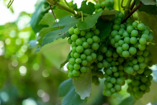 Photo bunches of green grapes on the vine