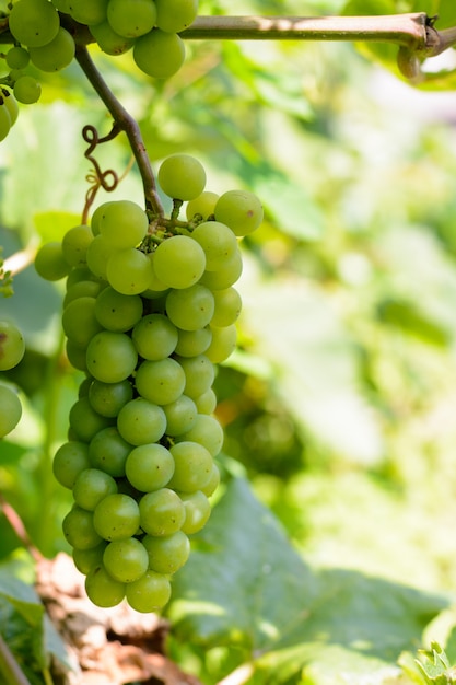 Bunches of green grapes