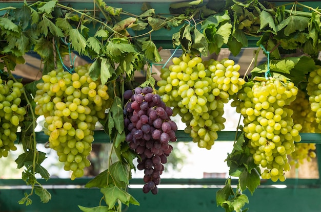 Bunches of green and red grape on a market