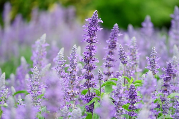 Bunches of Lavender Flowers Blooming in the Field