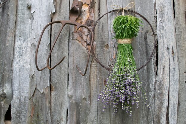 Bunches of lavender hanging on the old wooden wall