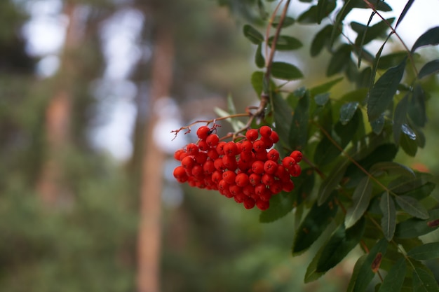 Photo bunches of mountain berries on branch