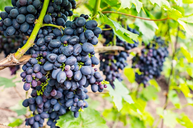 Bunches of  purple grapes on the vine in the garden. Fresh ripe juicy grapes close up, harvest time