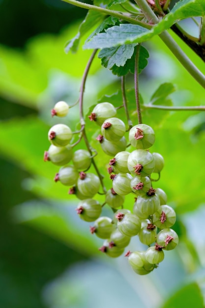 Bunches of red currants ripen on the branches of the bush in June Still green
