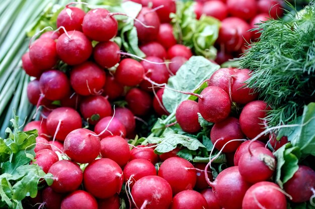 Bunches of red radish on counter at market