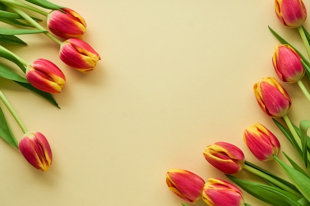 Bunches of red and yellow tulips on light